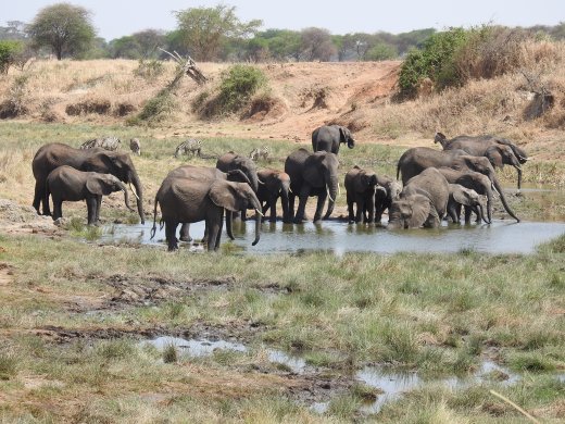 Elephants & Friends