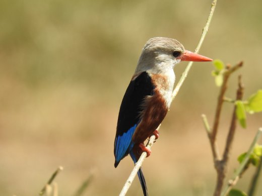 Grey-headed Kingfisher