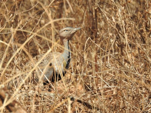 Buff Crested Bustard