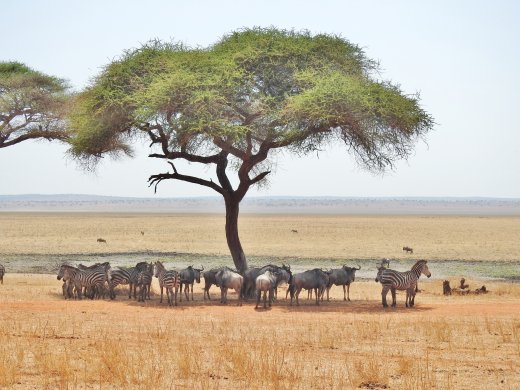 Wildebeest & Zebra