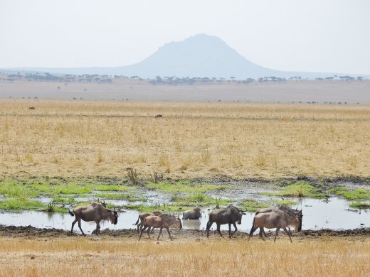 Wildebeest & Mountain