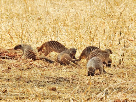Banded Mongoose