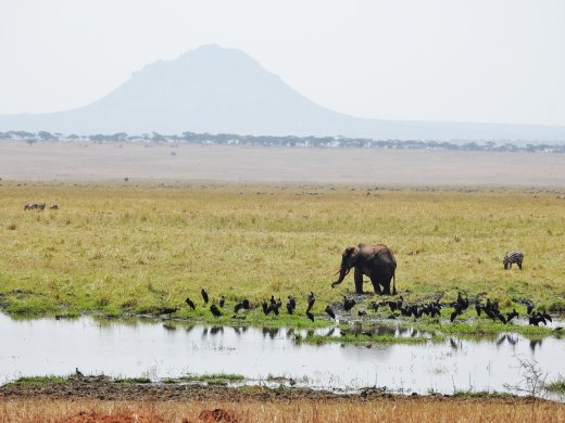 Elephant & Black Storks