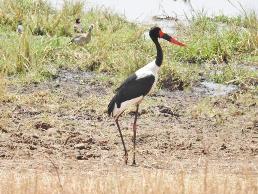 Saddle-billed Stork