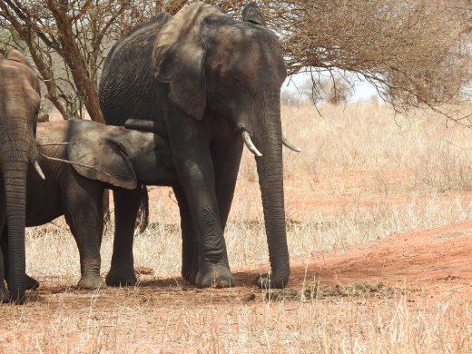 Elephant Baby Nursing