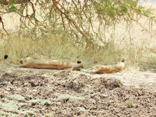 Female Lions