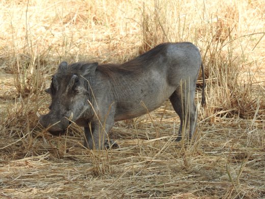 Warthog