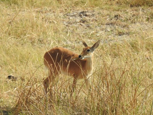 Reedbuck