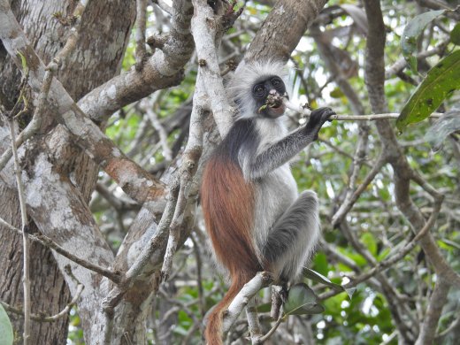 Red Colobus Monkey