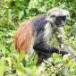 09.20.Zanzibar.Jozani (31) Red Colobus Monkey
