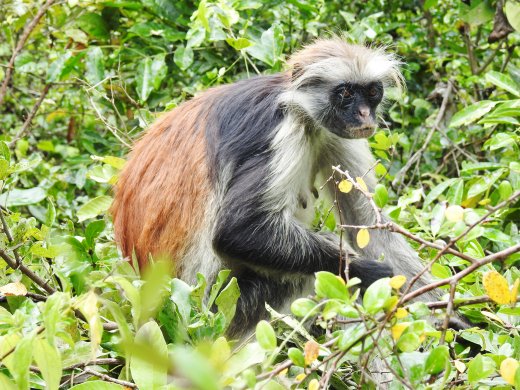 09.20.Zanzibar.Jozani (31) Red Colobus Monkey