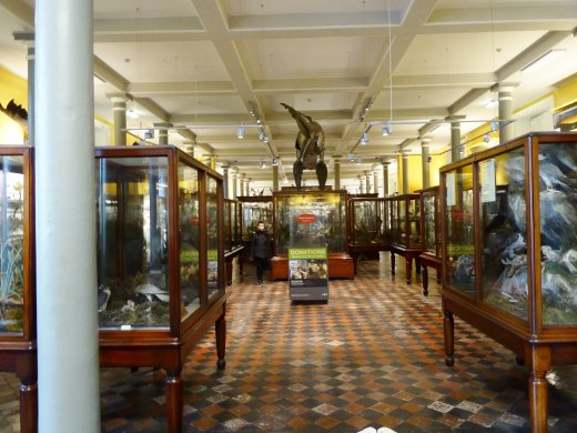 Display Cases Hall
