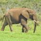 Addo Elephant National Park 2018
