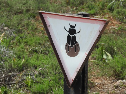 Dung Beetle Crossing