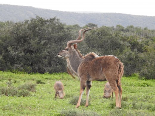 Kudu & Warthogs
