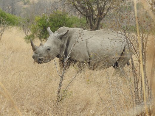 09.23.Rhino Calf