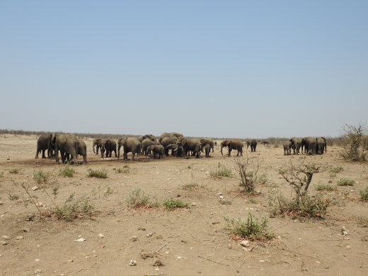 09.26.Elephants