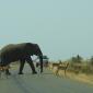 09.28.Elephant & Impala Roadblock
