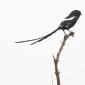 09.22.Magpie Shrike