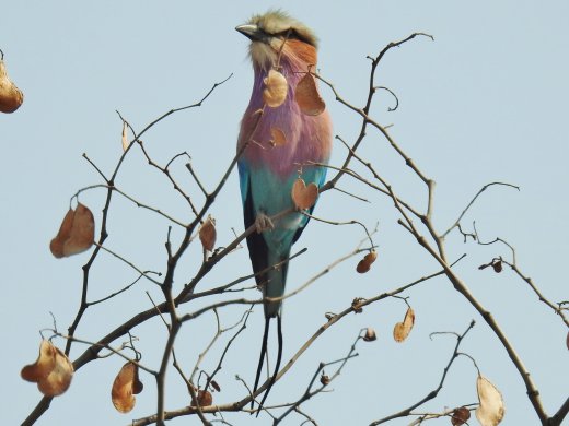 09.24.Lilac-breasted Roller