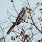 09.24.Yellow-billed Hornbill
