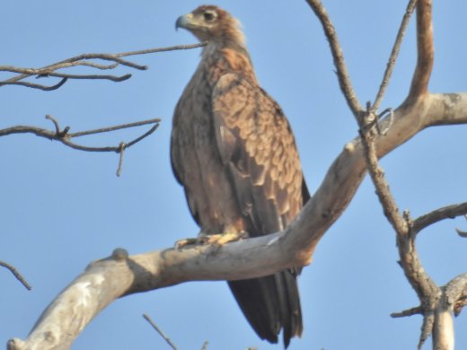 09.26.Juvenile Eagle