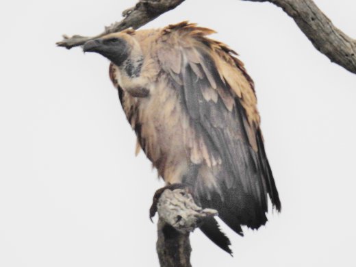 09.27.White-backed Vulture