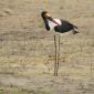 09.29.Saddle-billed Stork