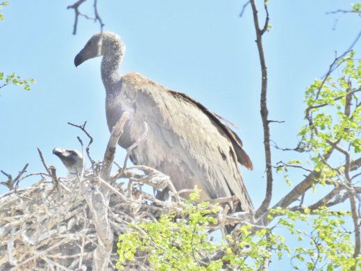 09.30.White-backed Vulture & Chick
