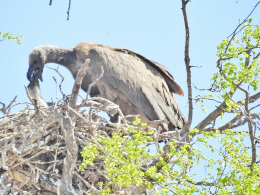 09.30.White-backed Vulture feeding Chick