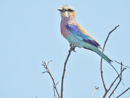 09.30.Lilac-breasted Roller