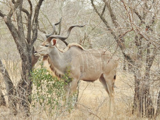 09.22.Kudu