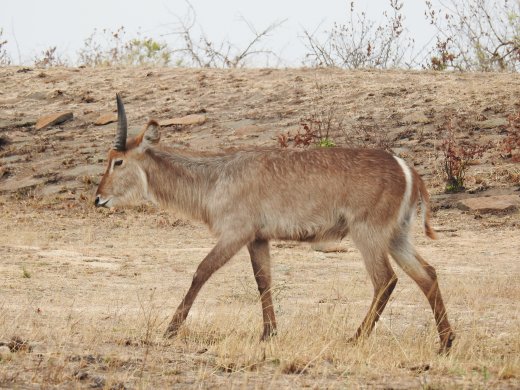 09.22.Waterbuck