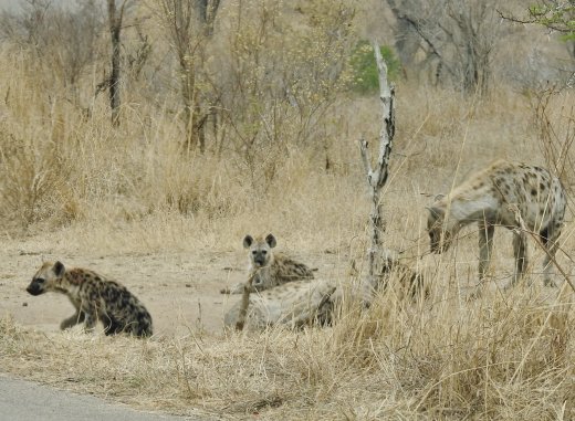 09.23.Hyena Family