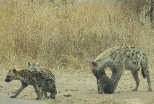 09.23.Hyena Family