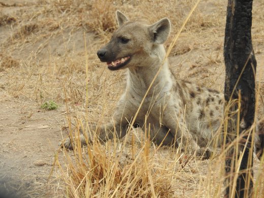 09.23.Hyena Family