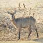 09.24.Female Waterbuck