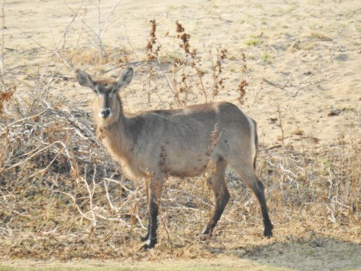 09.24.Female Waterbuck