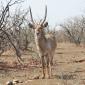 09.24.Two Male Waterbuck