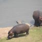 09.24.Hippos