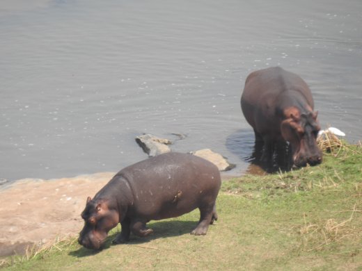 09.24.Hippos