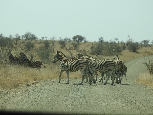 09.25.Zebra Road Block