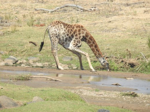 09.25.Drinking Giraffe