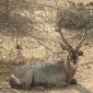 09.25.Waterbuck