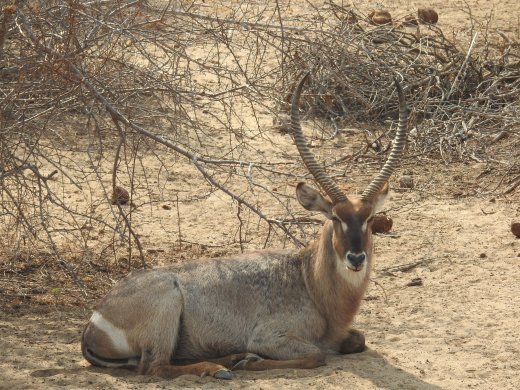 09.25.Waterbuck