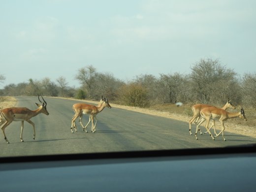 09.25.Impala Road Block