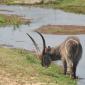 09.26.Waterbuck