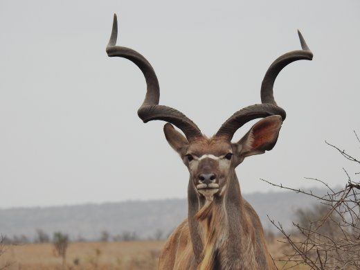 09.27.Kudu