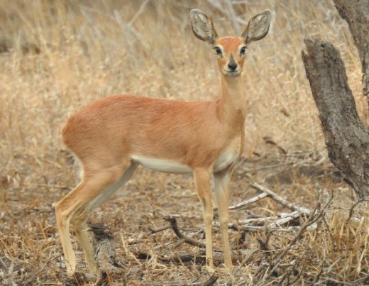 09.27.Steenbok