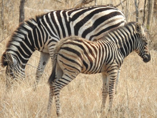 09.28.Baby Zebra
